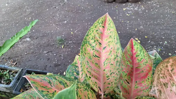 İç tasarım ve dekorasyon için pembe ve yeşil tonlarda canlı ev bitkisi yaprakları