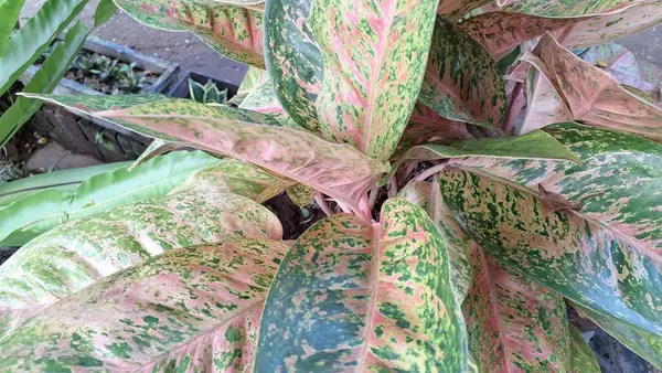 Ev dekorasyonu için Caladium ve Aglaonema bitkilerinin pembe ve yeşil tropikal yaprakları.