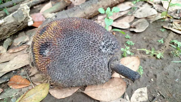 Orman zemininde Hastalıklı Çürümüş Genç Jackfruit: Çürüyen Olgunlaşmamış Tropikal Ürünlerin Yakın Çekimi, Başarısız Büyümeyi ve Hasat Başarısızlığını Sembolize Ediyor