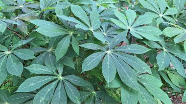 Çoklu Cassava Yaprakları 'nın canlı yeşil dokusu (Manihot esculenta), Doğa Temalı Arkaplan ve Tasarımlar İçin Mükemmel Taze ve Organik Desenler Oluşturur.
