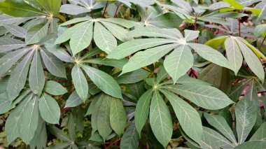 Çoklu Cassava Yaprakları 'nın canlı yeşil dokusu (Manihot esculenta), Doğa Temalı Arkaplan ve Tasarımlar İçin Mükemmel Taze ve Organik Desenler Oluşturur.