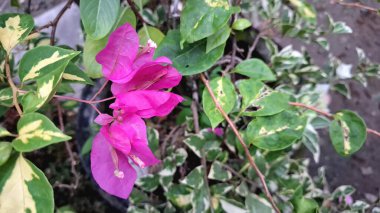 Canlı Beyaz ve Pembe Varyasyonlu Bougainvillea Glabra Çiçeklerinin Kapalı Çekimi Doğal Güneş Işığında Hassas Renkler Görünüyor