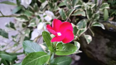 Canlı kırmızı Periwinkle çiçeğinin (Catharanthus roseus) geleneksel bitkisel tıpta kullanılan ve dayanıklılığıyla bilinen tropik bir süs bitkisi olan su damlacıklarıyla yakın çekimi.