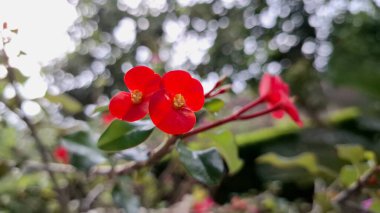 Taze yeşil yapraklı Euphorbia milii (Dikenli Taç) 'nin güzel kırmızı çiçekleri, tropikal bitki örtüsünün canlı bir görüntüsü..