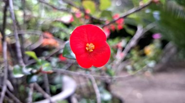 Parlak kırmızı dikenli taç çiçek (Euphorbia milii) canlı çiçek, doğal güneş ışığı altında narin çiçek ayrıntıları sergilenir.
