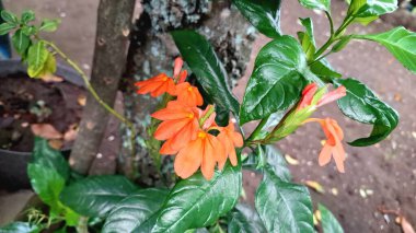 Canlı turuncu Firecracker Flowers 'ın (Crossandra infundibuliforis) doğal ışık altında güzel bir şekilde çiçek açarak benzersiz formlarını gösterirler.