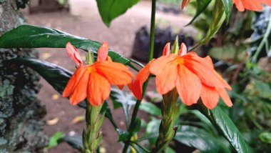 Güzel şeftali rengi Firecracker Flowers (Crossandra infundibuliforis) yakın plan çekimlerinde onların karmaşık taç yaprağını ve sıcak tonlarını vurguluyor.