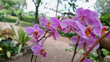 Zarif Phalaenopsis Orkide Melezi Beyaz ve Mor Çiçekler Güzellik, Saflık ve Doğadaki Lüks Sembolü