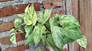 Altın Pothos (Epipremnum aureum): Klasik bir Şeytan Sarmaşığı veya Para Fabrikası, Ayırt edici sarı desenli yemyeşil yapraklar sergileniyor,