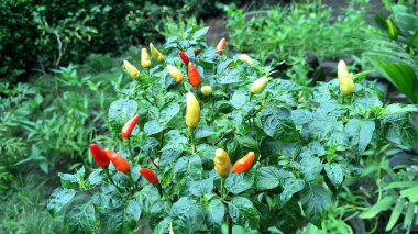 Taze, parlak kırmızı biberler, keskin ve baharatlı tekmenin onları popüler bir mutfak malzemesi yaptığını gösteriyor..