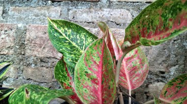 Canlı pembe, yeşil ve beyaz yapraklı Aglaonema ve Caladium 'un tropikal yaprakları dekoratif iç mekanlar ve hava arındırma amaçlı popüler iç bitkiler.