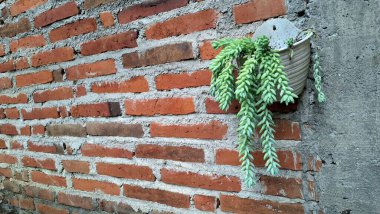 Sedum morganianum 'un Yakın Çekimi: Yeşil Burro' s Tail Succulent with Yoğun Kuyruk Kökleri, Popular Houseplant