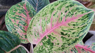 Pembe, yeşil ve beyaz çeşitliliğe sahip canlı Aglaonema ve Caladium yaprakları, ev dekorasyonu ve hava temizliği için egzotik tropikal bitkiler