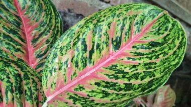 Pembe, yeşil ve beyaz yapraklı tropikal Aglaonema ve Caladium bitkileri ev dekorasyonu ve hava temizleyici dekorlar için mükemmeldir.