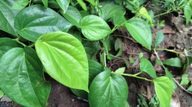 Yemyeşil Betel Toprakta Yapraklar, Parlak Piper Betle Bitkisi Kapalı, Bitkisel İlaç ve Doğal İlaçlar İçin Kullanılan Aromatik Geleneksel Asya Bitkisi