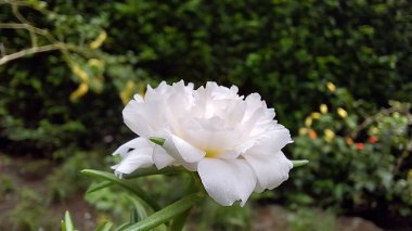 Güzel Beyaz Portekiz Grandiflora, Bahçedeki Zarif Tek Çiçek, Doğa için ideal