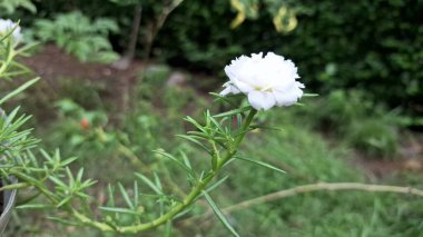 Taze Beyaz Yosun Gülü, Detaylı ve canlı Portekiz Çiçeği, Açık havada Doğal Zarafet