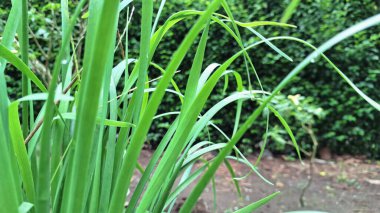 Endonezya Tropikal İklimi 'nde yetişen bol miktarda Lemongrass Bitkisi (Cymbopogon Citratus): Mutfak ve Tıbbi Bitki