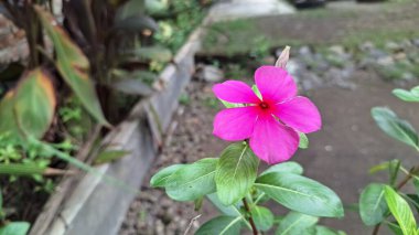 Çiyli Madagaskar Periwinkle Çiçek Pembe Vinca 'nın Yakından Yeşil Yapraklar