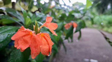 Firecracker Flowers (Crossandra infundibuliforis) Hassas Petal Yapısını Gösteren Canlı Yakın plan