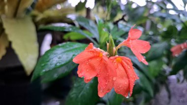 Güzelim Orange Firecracker Flowers (Crossandra infundibuliforis) ve Lush Green Leaves in Garden