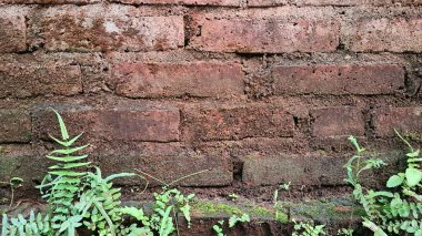 Sıkıntılı Kırmızı Tuğla Duvar Arkaplanı: Aşırı gelişmiş yabani otlar ve Doğal Elementlerle İğrenç Şehir Yüzeyi