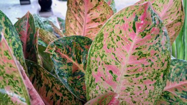 Aglaonema ve Caladium gibi, tropikal ev dekorları ve botanik tasarım temaları için ideal, koyu pembe ve yeşil desenli egzotik ev bitkilerinin renkli yaprakları.