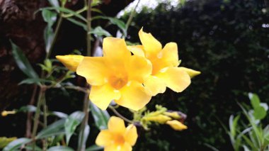 Sarı Allamanda Cathartica Çiçeklerinin Yakın Çekimi Vine 'da Çiçekler, Doğa, Bahçe ve Dekor Temaları için Tropikal Bitki İdeal