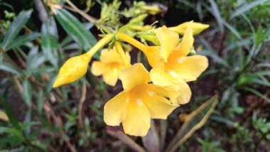 Yeşil Bush 'ta Tropik Sarı Allamanda Cathartica Çiçekleri, Bahçe, Doğa ve Dekor İçin Yakın plan Botanik Fotoğrafları