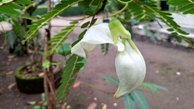 Sesbania Grandiflora 'nın beyaz çiçek tomurcukları ya da Focus' ta Agati Ağacı Asya mutfağında ve geleneksel tıpta kullanılan bitkisel yenilebilir çiçek.