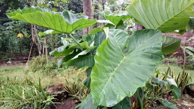 Çiçekli yeşil taro bitkisi Colocasia esculenta tropikal kökü. Geleneksel gıda tarım bitkisel ilaçları ve botanik araştırmalarında kullanılan geniş yapraklı.