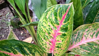Canlı pembe, yeşil ve beyaz yapraklı Aglaonema ve Caladium 'un tropikal yaprakları dekoratif iç mekanlar ve hava arındırma amaçlı popüler iç bitkiler.