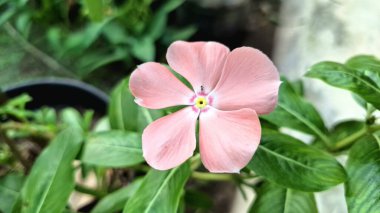Pembe Gül Periwinkle (Catharanthus roseus) taç yapraklarında su incileri, süs güzelliği ve doğal bitkisel ilaçlarda ve geleneksel tıpta kullanımıyla bilinen tropikal çiçek.