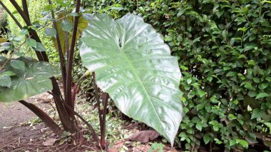 Bulanık Geçmişli Alocasia Serendipity Yaprağı: Su İncileri ile Canlı Yeşil Yaprak, Yumuşak Bahçe Ayarları