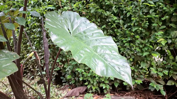 Yağmur Damlalarıyla Alocasia Serendipity Yaprak Ayrıntıları, Sabah Işığında Yakalandı, Doğa Temalı Arka plan, Duvar Kağıdı veya Tasarım Projeleri İçin Mükemmel