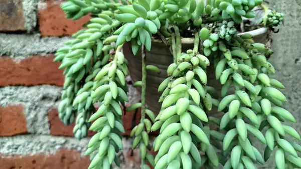 Lush Burro 's Tail Succulent (Sedum morganianum): Yeşil Kuyruk Kökleri ve Kalın Yaprakların Yakın Çekimi, Asılmak İçin İdeal