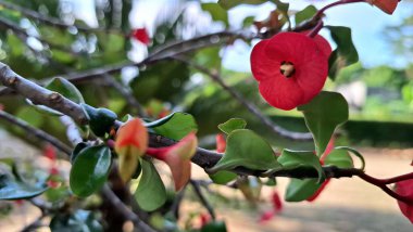 Dikenli kırmızı taç (Euphorbia milii) keskin odak noktasında, onların narin ve canlı güzelliklerini ortaya çıkarır..