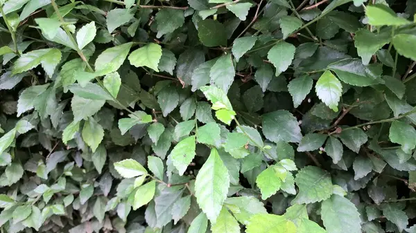 Canlı yeşil Acalypha Siamensis çit detaylarını (insan olmayan) yakın planda keşfedin, yemyeşil doğal dekoratif bir zemin ve potansiyel canlı bir ekran ortaya çıkarır.