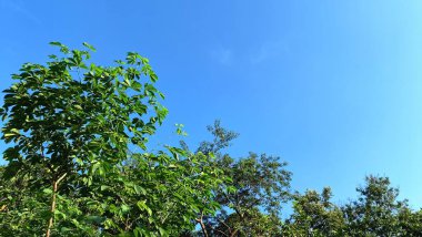 Ağaçların ve gökyüzünün yukarıdan görünüşü bulutlu, sakin ve sakin arka plan rahatlama, çevre ve meditasyon için.