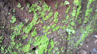 Lush Green Moss Growing ile Yaşlanmış Tuğla Yüzeyi 'ne yakın plan, Benzersiz Bir Organik Desen Oluşturuyor