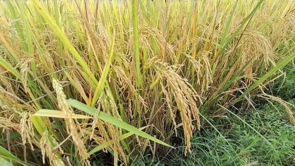 Geniş Altın Pirinç Sahası Açık Gök Altında, Hasata Hazır, Panoramik Asya Tarım Sahnesi Gıda bolluğu ve Kırsal Güzelliği Vurguluyor