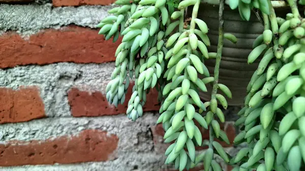 Yeşil İzleme Sulu: Kapalı Bahçe ve Eşsiz Botanik Kavramları İçin Eşeğin Kuyruk Bitkisi