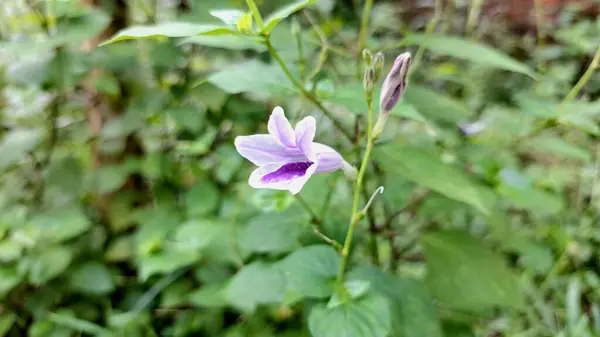 Tek Hassas Asistasya Çiçeği: Mor ve Beyaz Yapraklar Güneydoğu Asya 'da yaygın olarak yemyeşil bir açık alanda sergileniyor