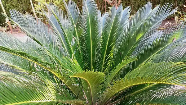 Yeşil Cycas Revoluta 'nın Doğa Dokusunu Güneş Işığı Altında Bırakıyor, Tropikal Bahçe Kavramları ve Organik Şablonlar İçin ideal