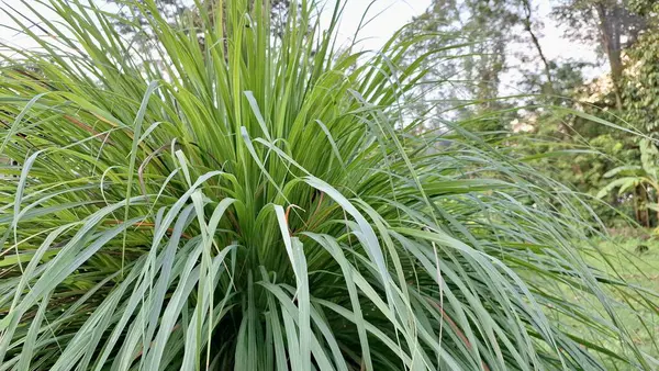Taze Yeşil Limon Çimi Bıçakları (Cymbopogon Citratus): Güneydoğu Asya Aşçılık ve Geleneksel Tıp 'ta Aromatik Bitki