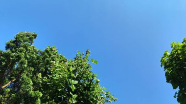 Yumuşak beyaz bulutları ve yeşil ağaç tepe örtüsü ile güzel mavi gökyüzü üst manzarayı çerçeveler, rahatlama, huzur ve barışçıl açık hava atmosferi için mükemmel arka plan.