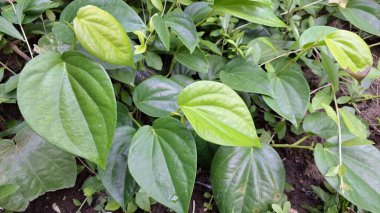 Piper Betle Bitkisinin Kalp Şeklindeki Betel Yaprakları, Bahçede Büyüyen Parlak Yeşil Herb, Geleneksel Asya Bitkisel Tedavilerinde Kullanılıyor