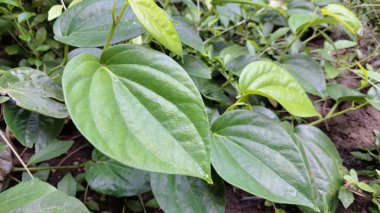 Parlak Taze Betel Yaprakları Bahçede, Canlı Yeşil Kalp Şekilli Piper Betle Bitkisi, Doğal İyileştirme ve Bitkisel Tedavi için Geleneksel Asya Bitkisi