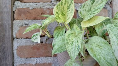 Altın Pothos (Epipremnum aureum): Şeytanın Sarmaşığı veya Para Fabrikasının Yakın Çekimi, İç Dekor İçin Canlı Değişken Yeşil ve Sarı Yapraklar