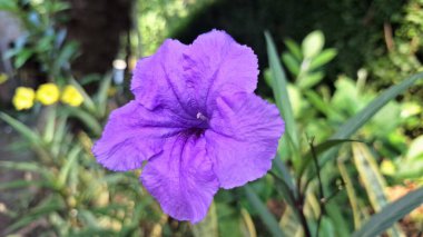 Ruellia Simplex 'in Yüksek Çözünürlüklü Yakın Çekimi. Narin Yapraklı Tropikal Mor Çiçek. Kencana Ungu olarak da bilinir.